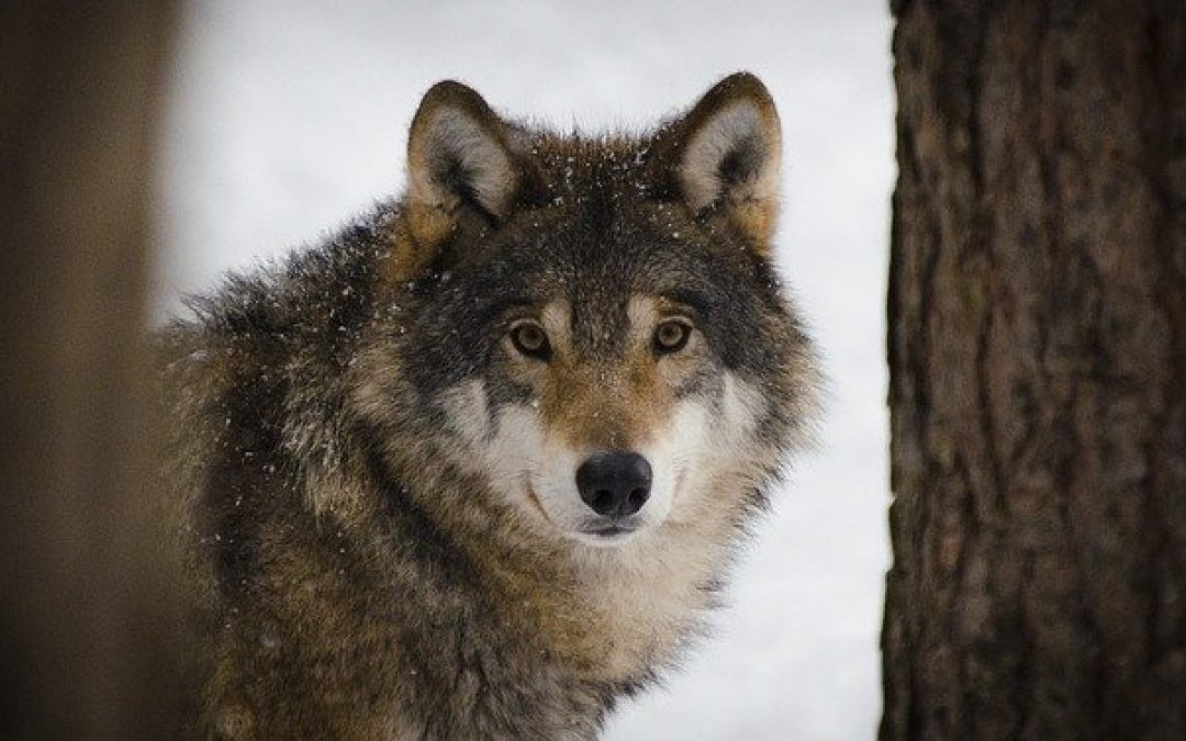 lobo con piel de cordero-Bonilla de la Sierra-Ávila-España