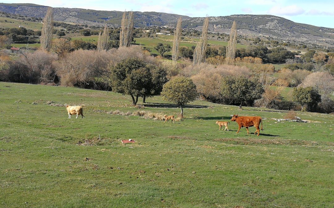 mundo rural-Bonilla de la Sierra-Ávila-España